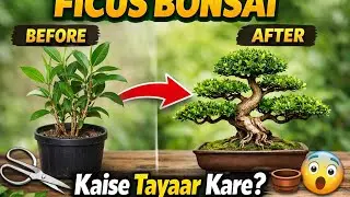 How to make ficus tree 🌲bonsai घर पर बोनसाई पेड़ कैसे तैयार करे #farming#गार्डनिंग#बोनसाई#ficusplant
