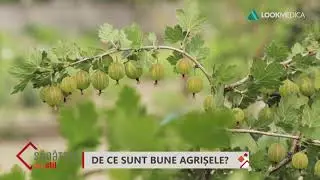 Sănătate cu stil- De ce sunt bune agrișele