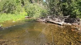 Mule deer crossing the stream while fishing Rock Creek, MT