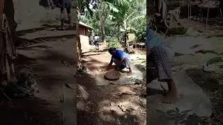 winnowing beans in the village 🥰#subscribe #share#winnowing