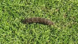 Elephant Hawk-moth Caterpillar
