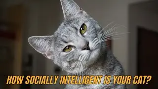 How Socially Intelligent Is Your Cat? Discover Their Social Intelligence!