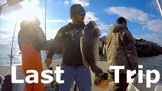 Cold Water Blackfish / Tautog