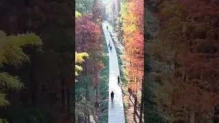 Relaxing video #meditation #autumn #youtubeshorts #natureaesthetics #nature