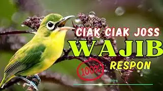 MASTERAN BURUNG PALING DI CARI !! Baru Diputar Langsung Bikin Lawan Emosi!