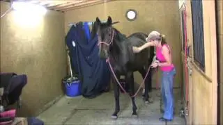 Harmonious Horsemanship: Standing Still