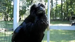 Julian the Raven
