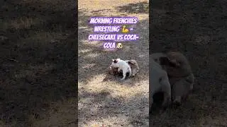 Morning Frenchies Wrestling 💪 | Cheesecake vs Coca-Cola 🐶 | French Bulldog Playtime