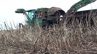 Colhendo cana queimada 