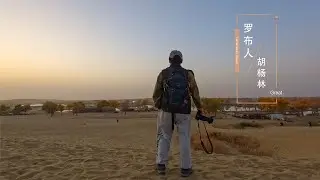 在新疆尉犁罗布人村寨看灿烂金秋。| 金色胡杨林 | 塔里木河 | 塔克拉玛干沙漠 | 罗布人故乡 | tourist