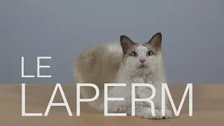 Tutocat - Le Laperm