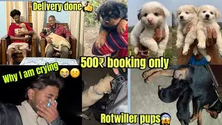 Culture spitz puppy for sale😱🐕 | Best pet shop in Guwahati | Rotwiller 😱| cheapest dog market Assam