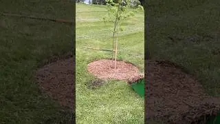 Planting Autumn Blaze Maple Trees #planting #treeplanting #diy #outdoorliving #gardening
