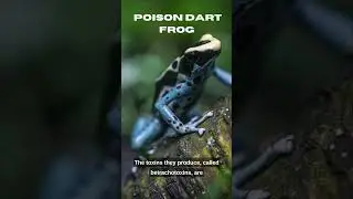 Dazzling Danger: The Colorful World of Poison Dart Frogs