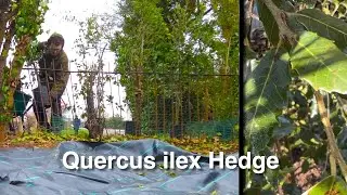 Planting an Evergreen Oak Hedge (quercus ilex)