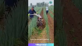 Satisfying Weed Chomper! Mini Tiller Cleans Onion Rows Like a BOSS! Farm ASMR! #satisfying #asmr