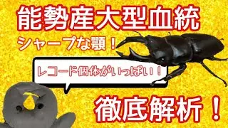能勢産の血統が丸わかり/オオクワガタ/ビークワレコード/徹底解析/大型血統