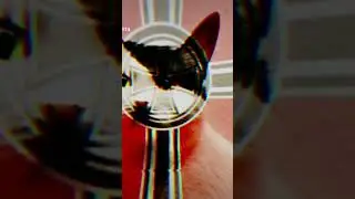volume leader ww2 video in tiktok pupa the world 2