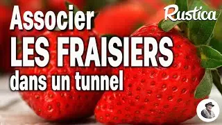 Associer des fraisiers sous tunnel