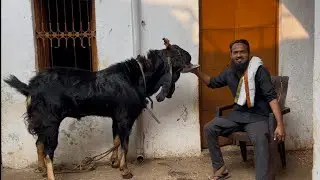 India's biggest size goat Dhamaka Irshad Kota goat farm start 24000