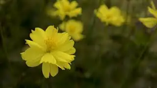Yellow Flowers - Royalty Free Stock Footage