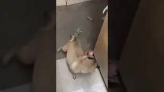 A Pug of Skills