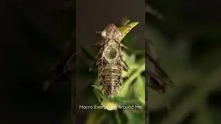 Final Dragonfly Molt &bull; Photo Slideshow