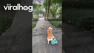 Corgi Friends Skate Together || ViralHog