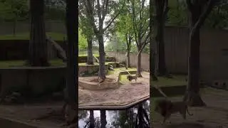 Following a Lion's Steps