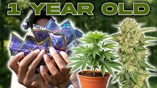 These Strains Are An ENTIRE YEAR OLD 😳💨