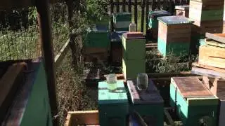 Bee Yard Fall Update - Robbing Issues