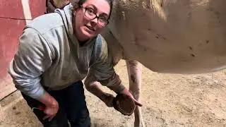 How to properly groom your horse