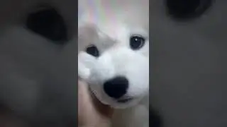 #dog #doglovers #furfriends #funny