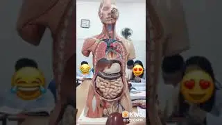 Parts of body