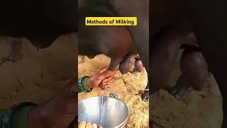 Methods of milking in animals #agriculture #icarjrf #icarsrf #agriculture_supervisor #jobs #milking