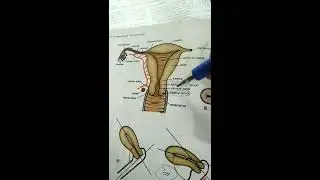 Vagina anatomy