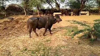 Super Murrah my young bhains