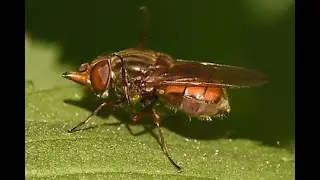 Gewone snuitvlieg Rhingia campestris, poetsend