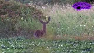Deer Hunting  - BIG Trophy Whitetails Thick Beam Bucks Feeding