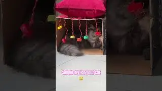 She loves it #cattoys #cats #shortvideo #catvideos #catlovers  #catlife  #persian #maincoonmix