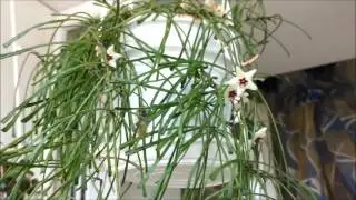 Hoya retusa blooming