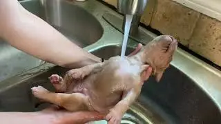 Adorable pit bull puppy falls asleep during his first bath time  💤 🥰