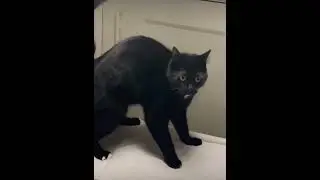 Expressive Cat 🐱 #trending #animals #shortvideo #nature #cats #catlover #catslife #india #shorts