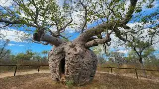 38 Boab trees