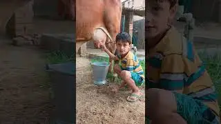choti choti gaiya tr ry rt yt f hg f#anaya #cow #radheradhe