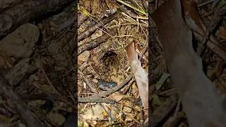 #vogelspinne #tarantula #ara&ntilde;as #birdspiders #spinnen #spider #rainforest #regenwald #jungle