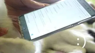 How to unlock your phone using a cat