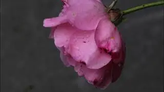 Floral Meditation