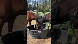 Horses Playing in Water Trough #equestrianjourney #horseenthusiast #equestrian #horsefan