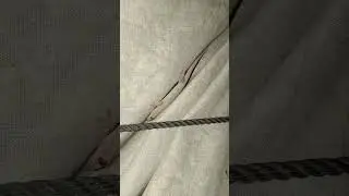 Asian House Gecko Sound Original Ep.236 #short #shortvideo #animals #animation #animal